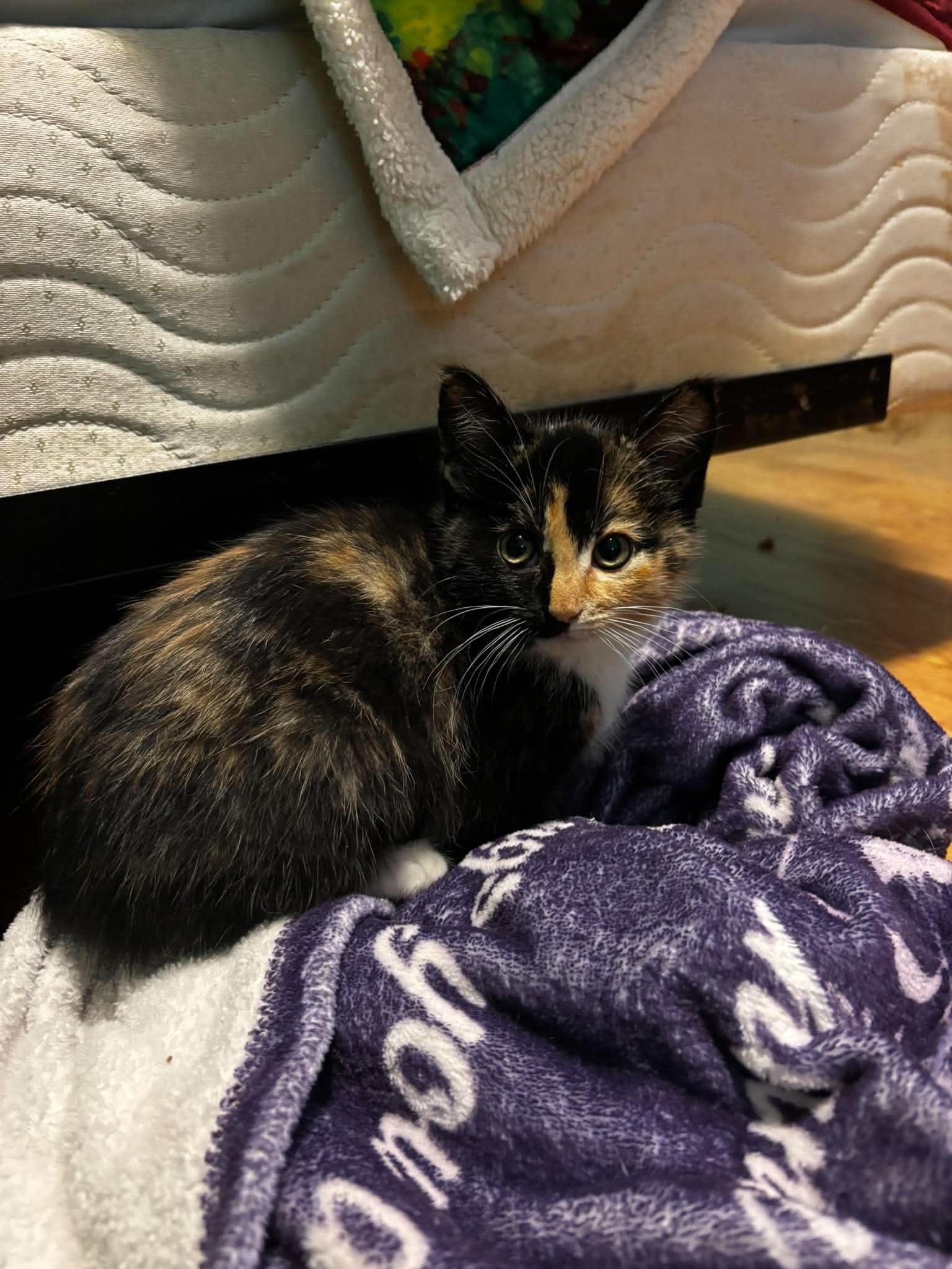 Enlarge REESES, an adopted Domestic Short Hair in Tillsonburg, ON image 6/6