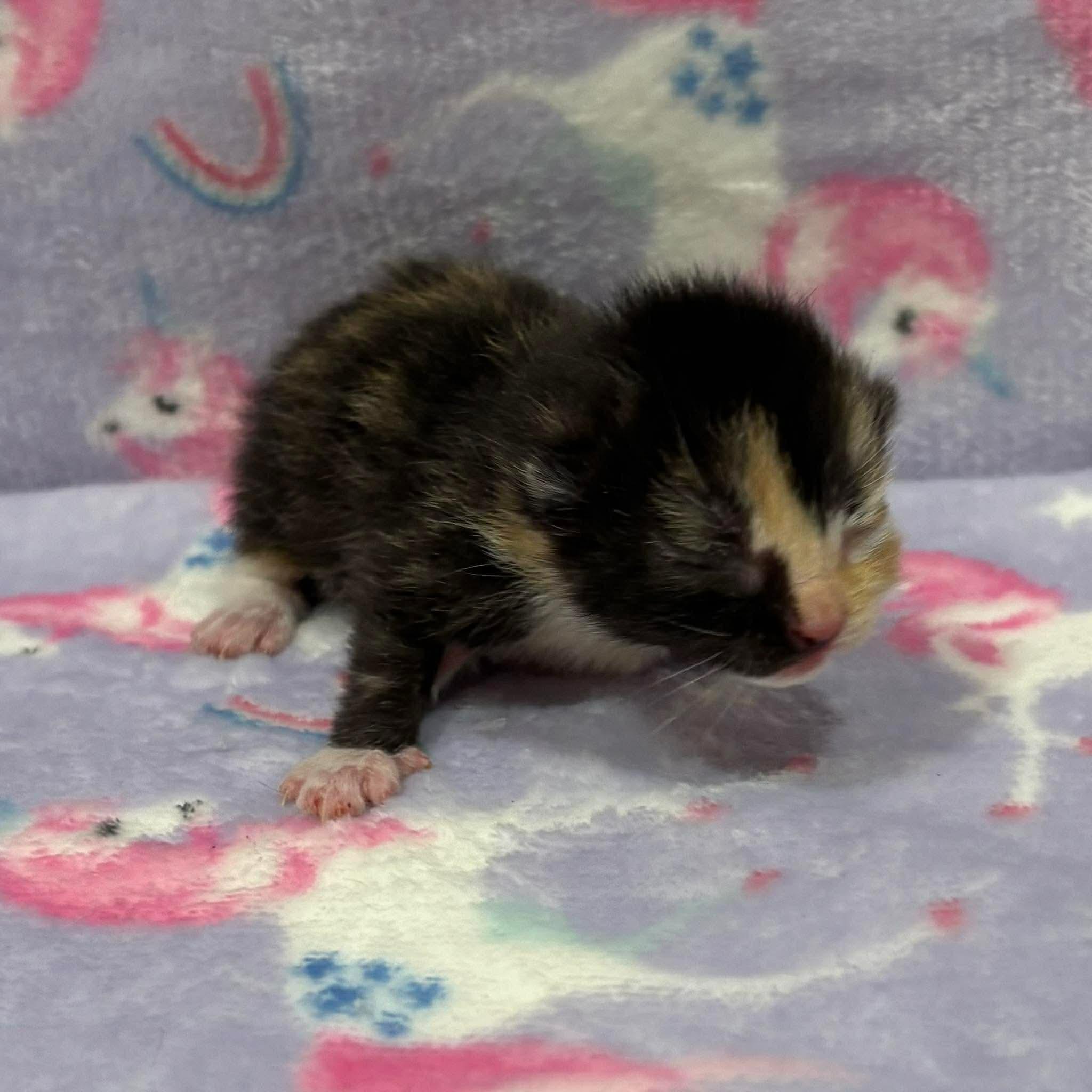 Enlarge REESES, an adopted Domestic Short Hair in Tillsonburg, ON image 5/6