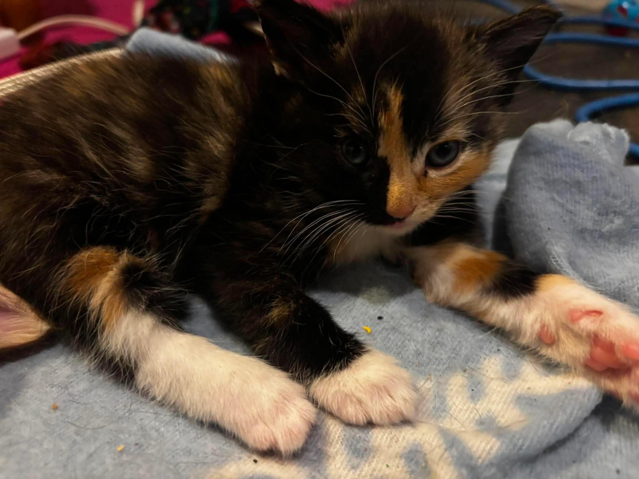 Enlarge REESES, an adopted Domestic Short Hair in Tillsonburg, ON image 2/6