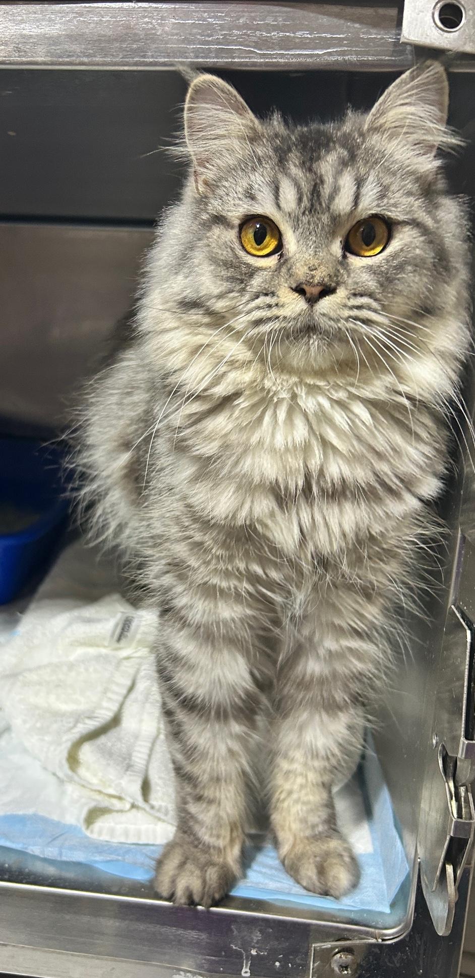 Enlarge Akari, a Adopted Persian in Lancaster, PA image 2/4