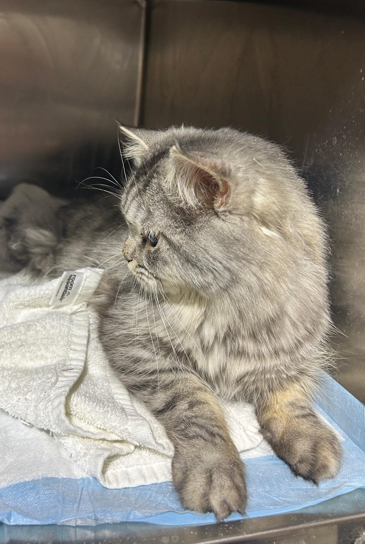 Enlarge Akari, a Adopted Persian in Lancaster, PA image 3/4