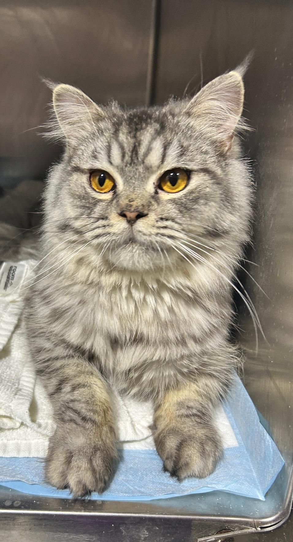 Enlarge Akari, a Adopted Persian in Lancaster, PA image 1/4