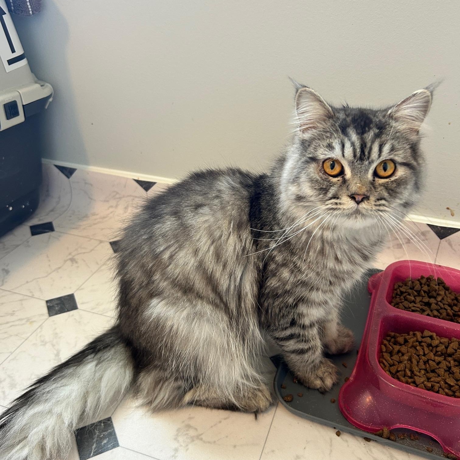 Enlarge Akari, a Adopted Persian in Lancaster, PA image 4/4