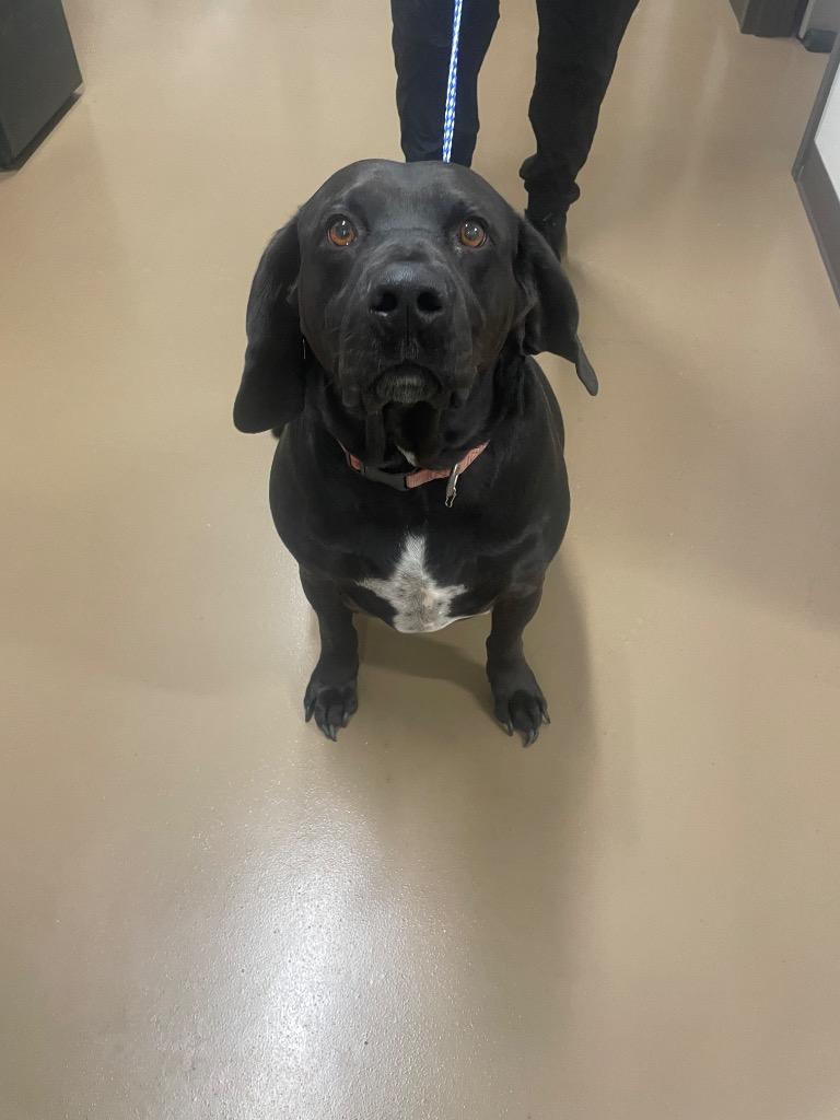 Nash, Adoptable, Adult Male Labrador Retriever & Hound.