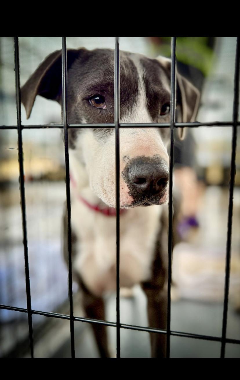 Faith, adopted, Adult Female Mixed Breed.