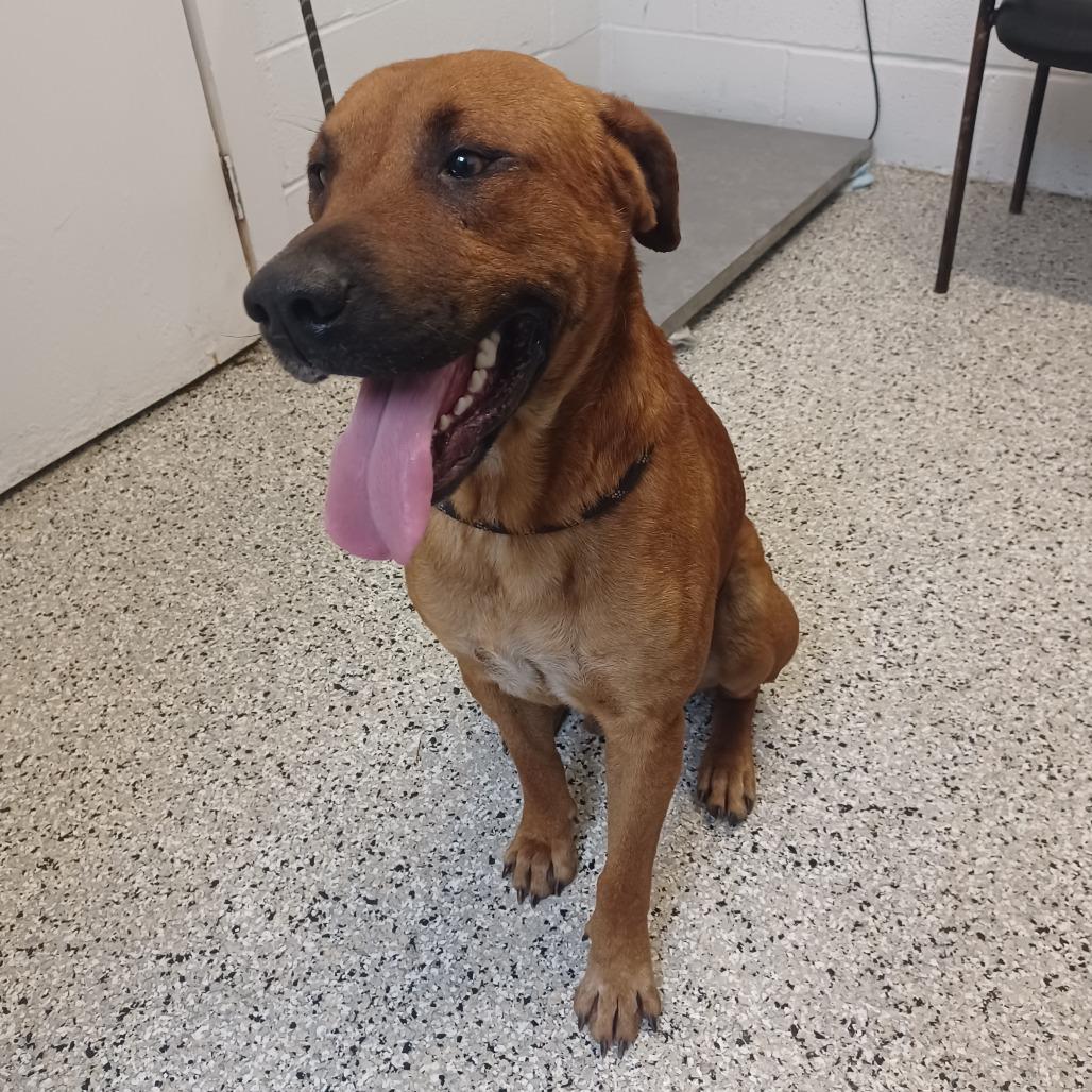 Cornflake, Adoptable, Adult Male Labrador Retriever & Bloodhound.