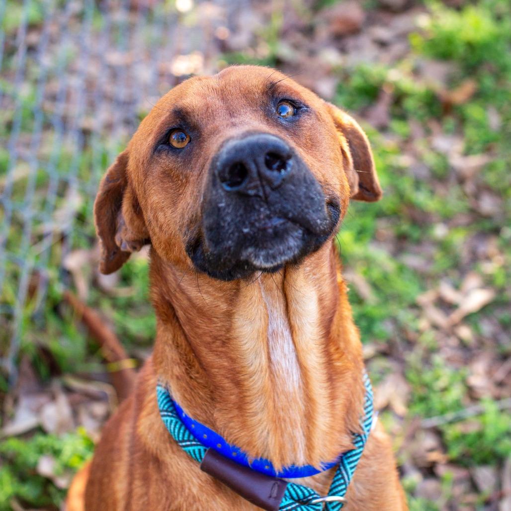 Enlarge Cornflake, a Adoptable mixed breed in Hattiesburg, MS image 2/4