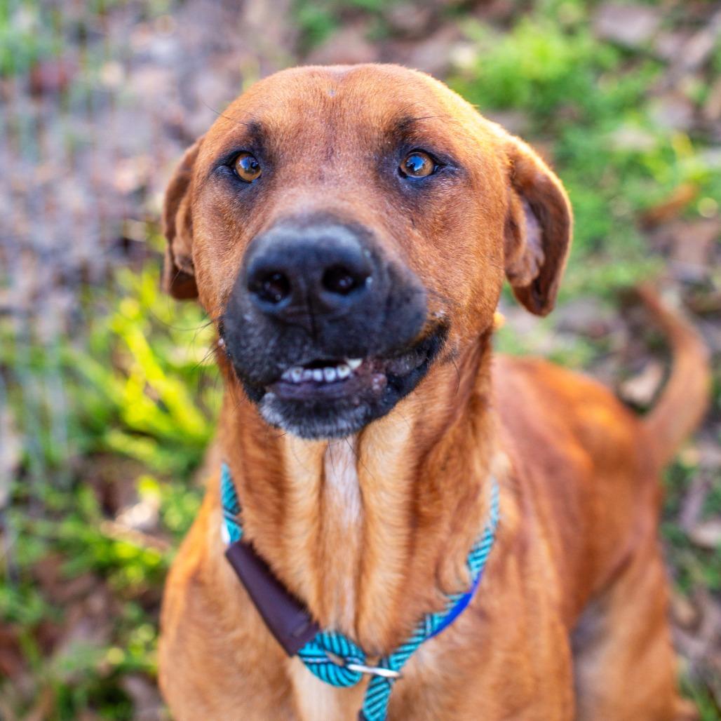 Enlarge Cornflake, a Adoptable mixed breed in Hattiesburg, MS image 3/4
