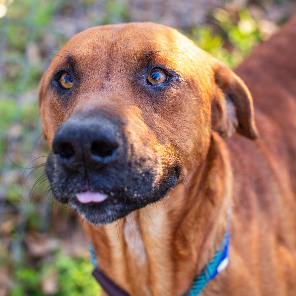 Enlarge Cornflake, a Adoptable mixed breed in Hattiesburg, MS image 4/4
