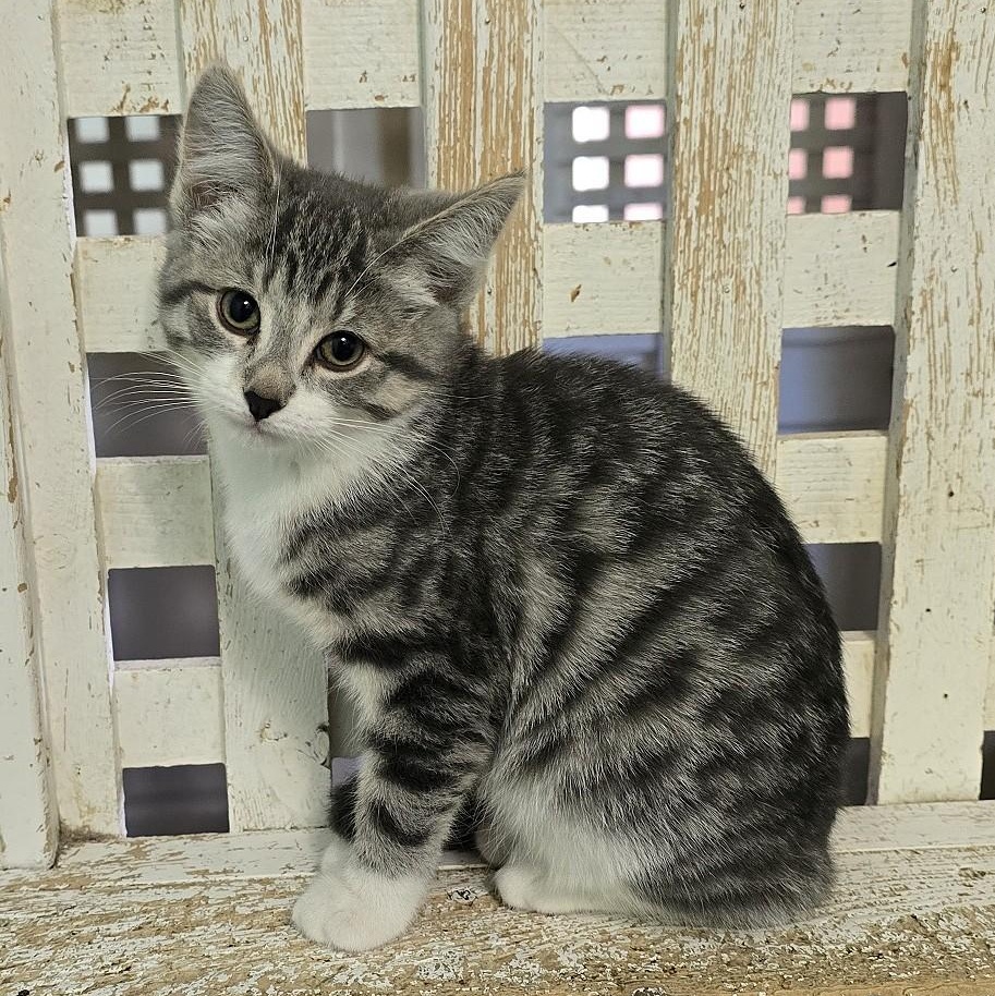 Enlarge Phoebe, an adopted Domestic Short Hair in Guelph, ON image 2/3