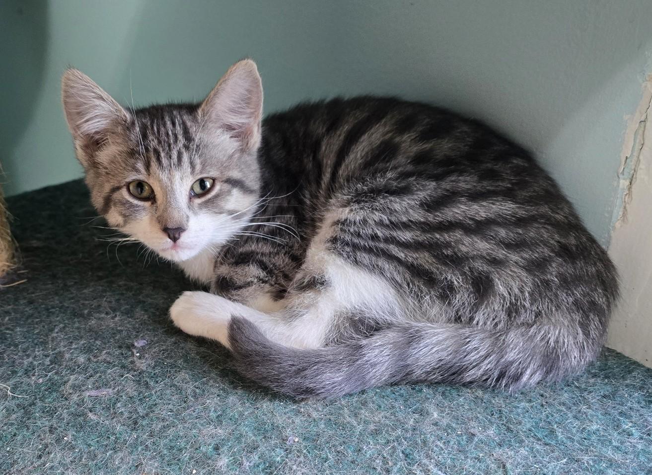 Enlarge Phoebe, an adopted Domestic Short Hair in Guelph, ON image 3/3