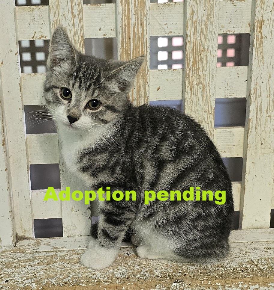 Phoebe, adopted, Kitten Female Domestic Short Hair.