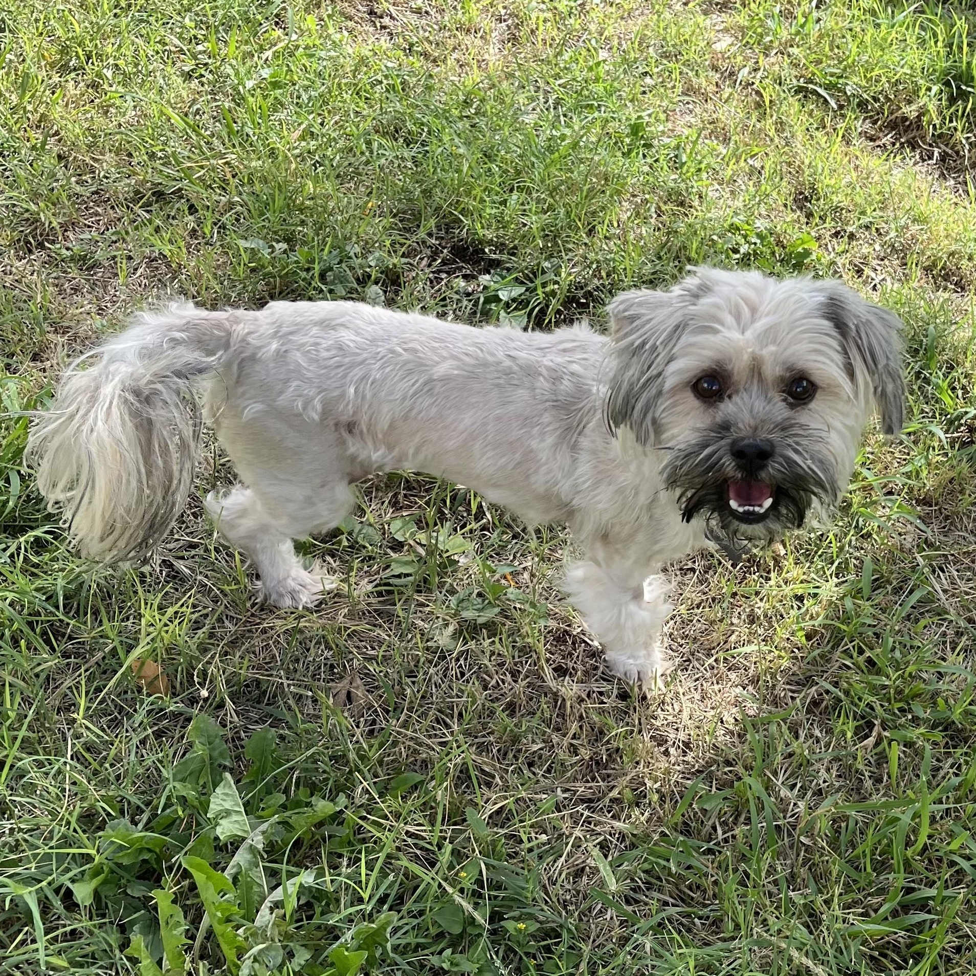 Enlarge Molly, a Adoptable mixed breed in Marfa, TX image 5/6