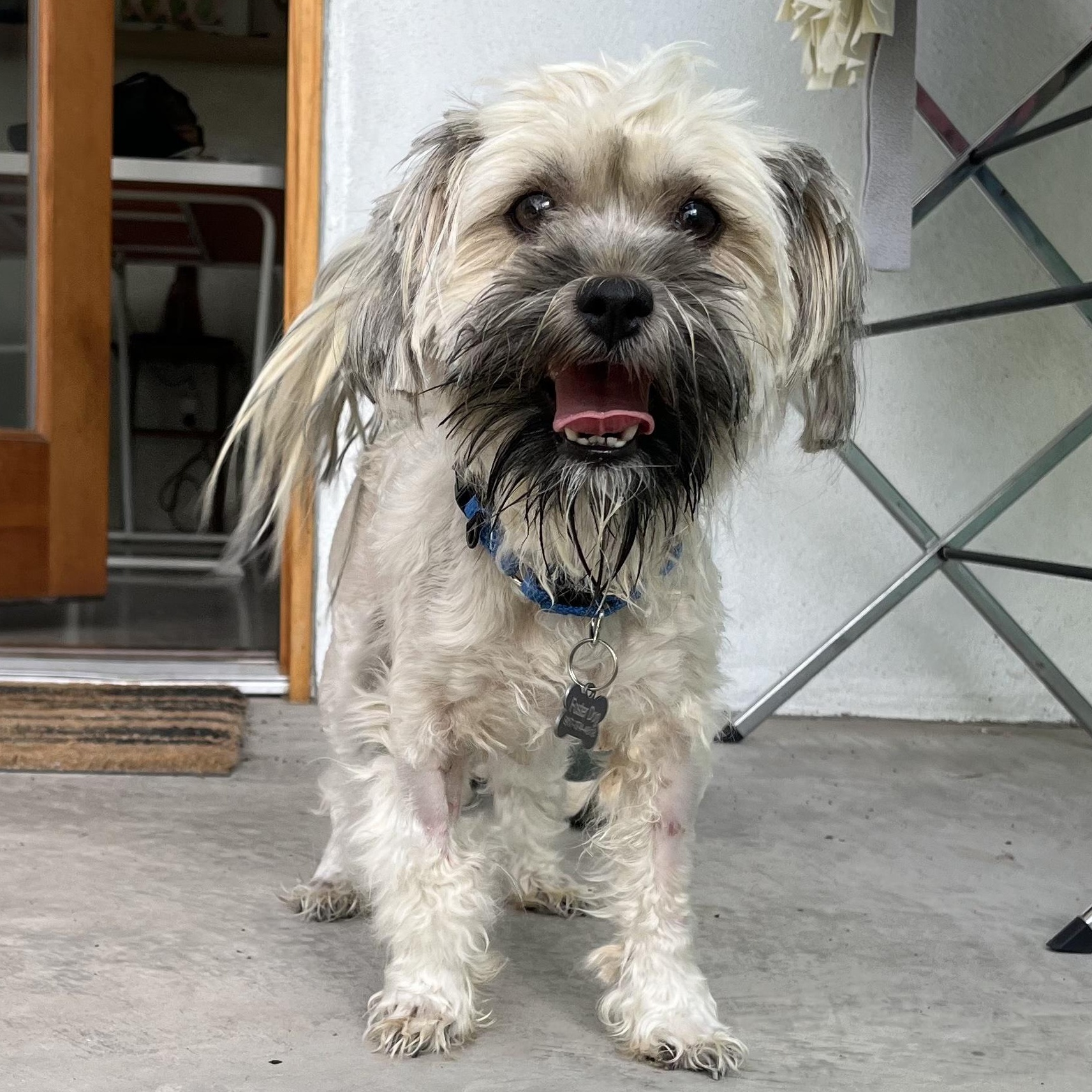 Enlarge Molly, a Adoptable mixed breed in Marfa, TX image 2/6