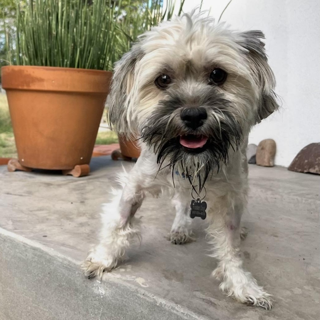 Molly, Adoptable, Young Female Shih Tzu.
