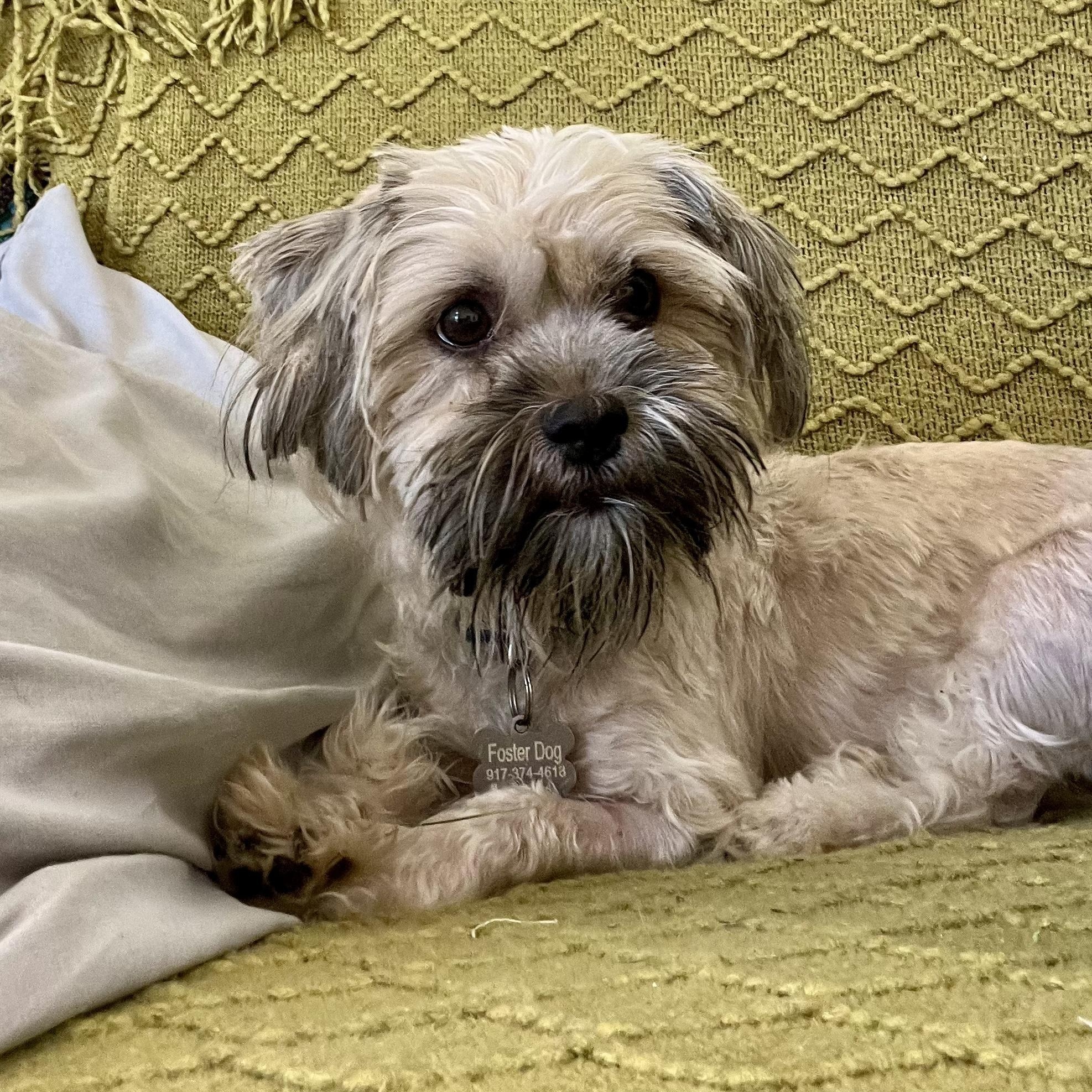 Enlarge Molly, a Adoptable mixed breed in Marfa, TX image 3/6