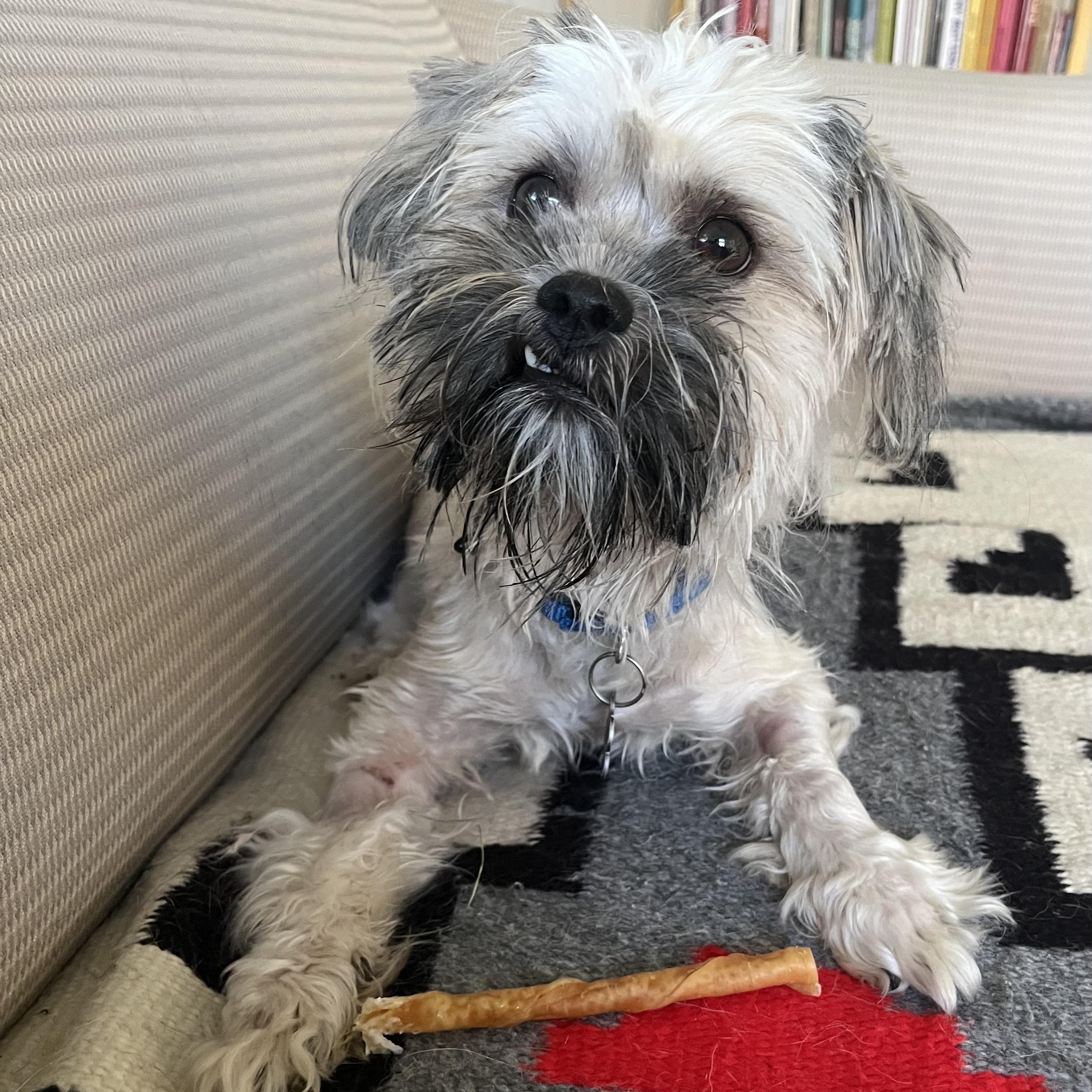 Enlarge Molly, a Adoptable mixed breed in Marfa, TX image 6/6