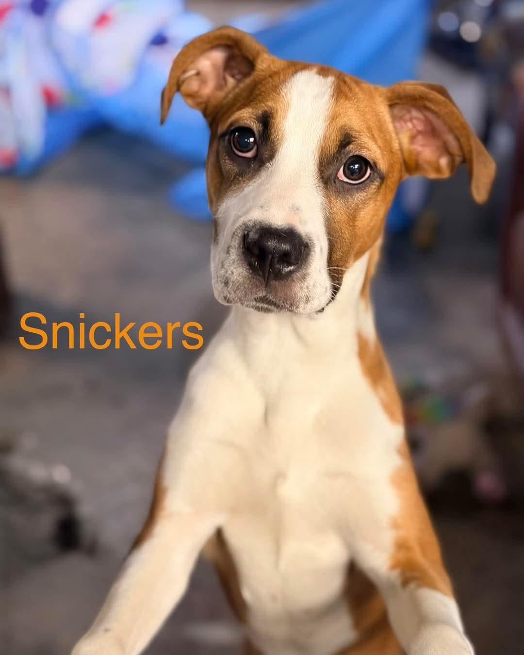 Snickers, ADOPTABLE, Puppy Male Terrier.