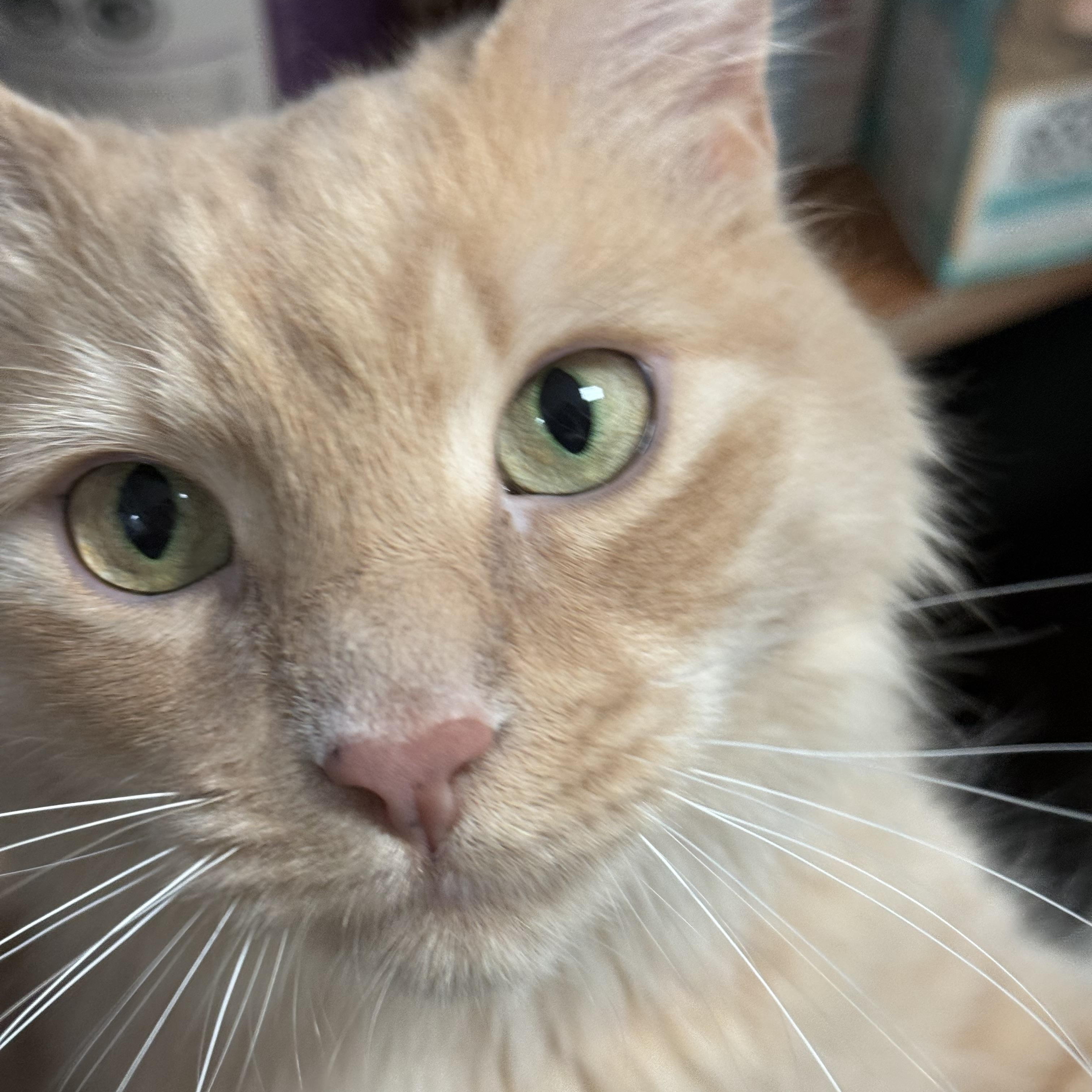 Buffy, an adopted mixed breed in Long Beach, NY image 2/2