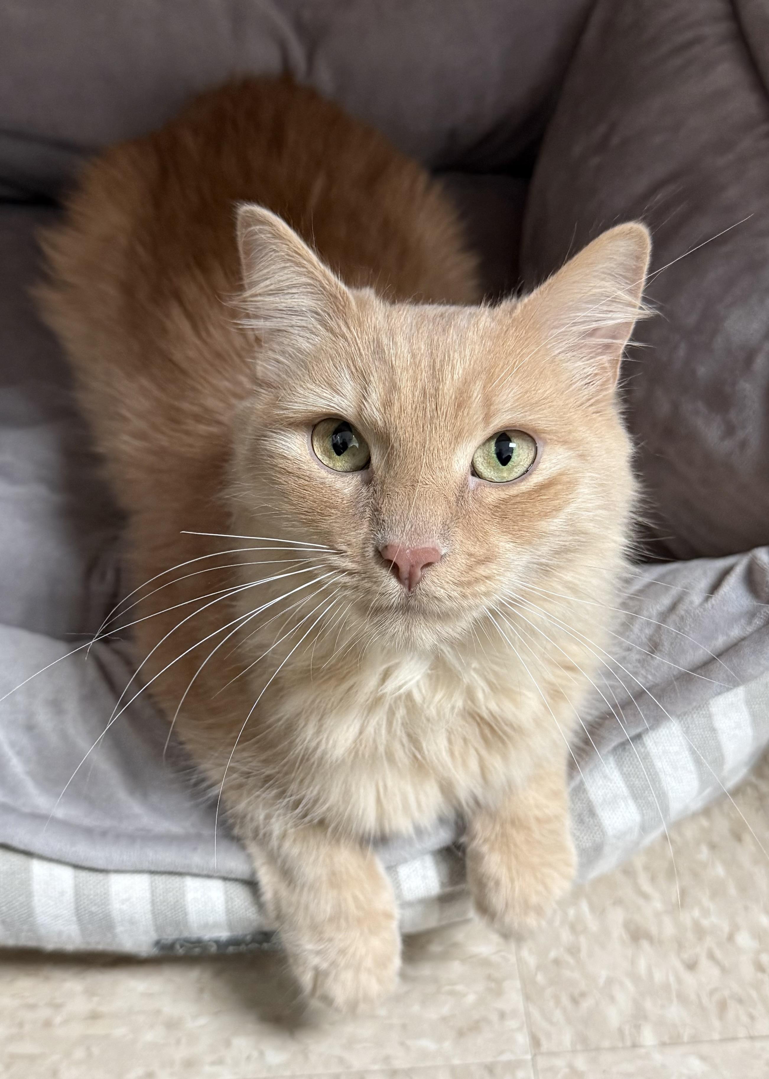 Buffy, an adopted mixed breed in Long Beach, NY image 1/2