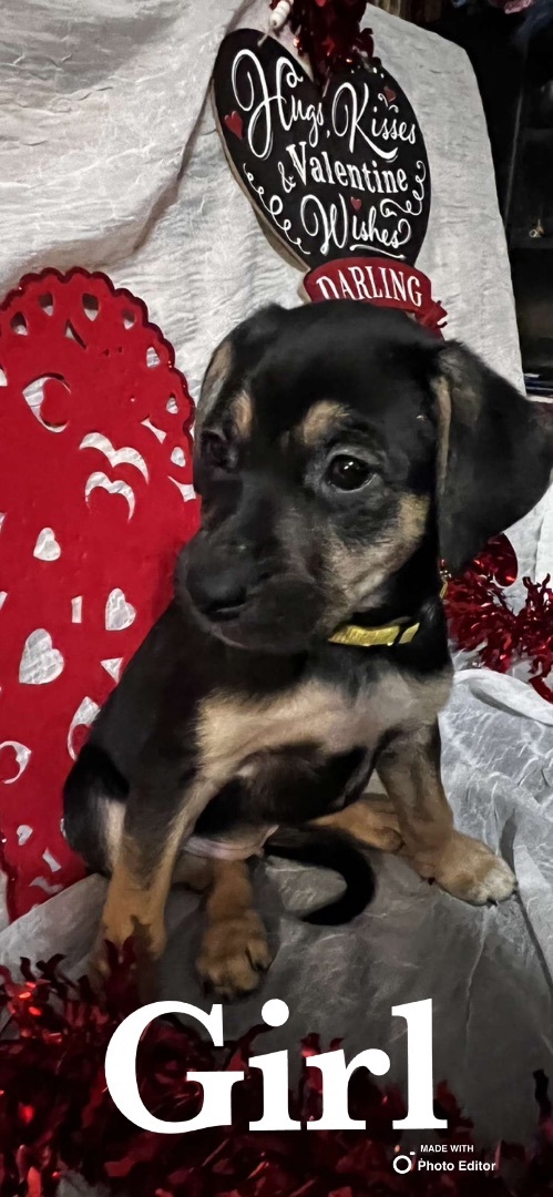 Bliss, an adopted Shepherd Mix in Sealy, TX_image-1