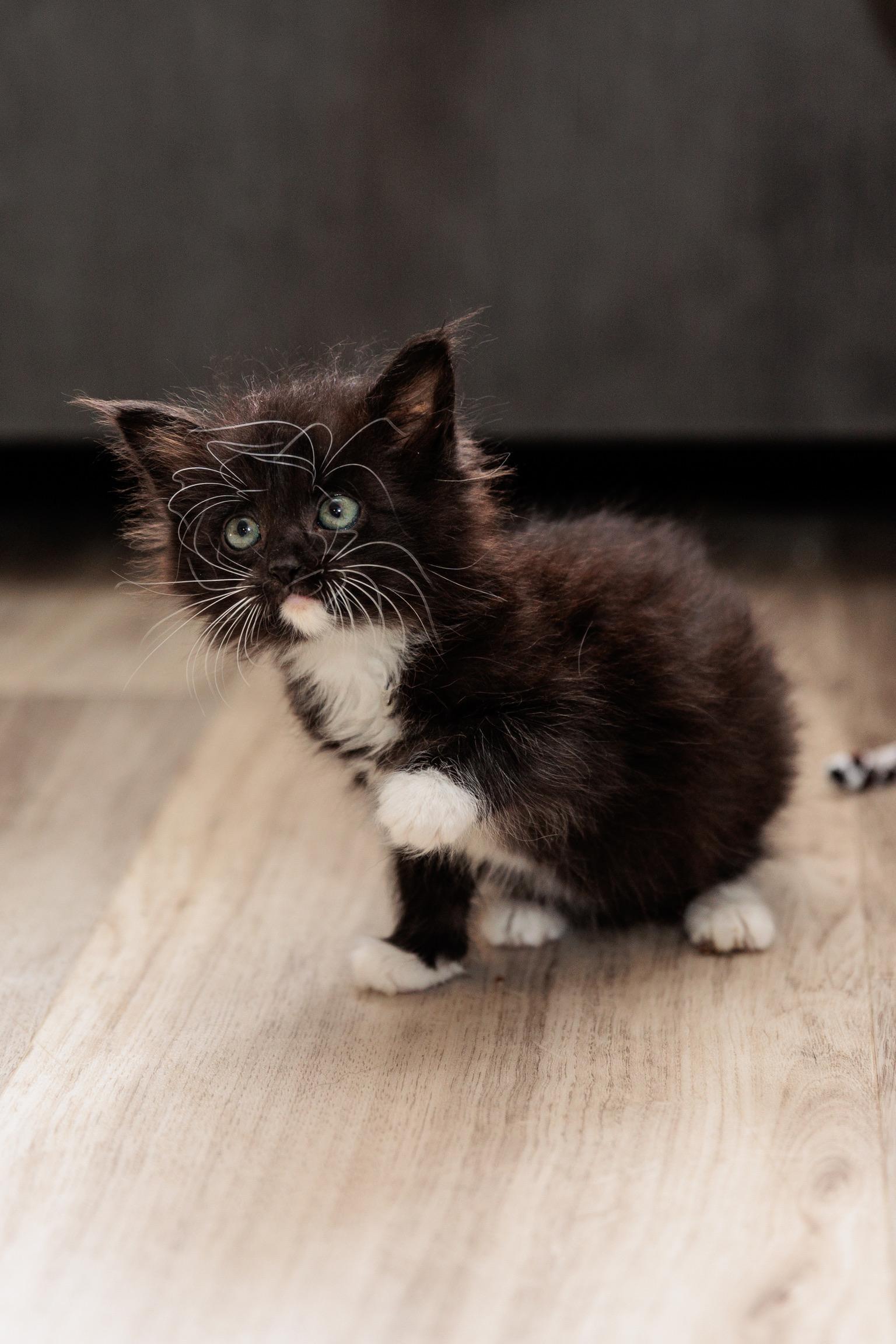 Frenzy (Meet me 8/15), Adoptable, Kitten Female Domestic Medium Hair.