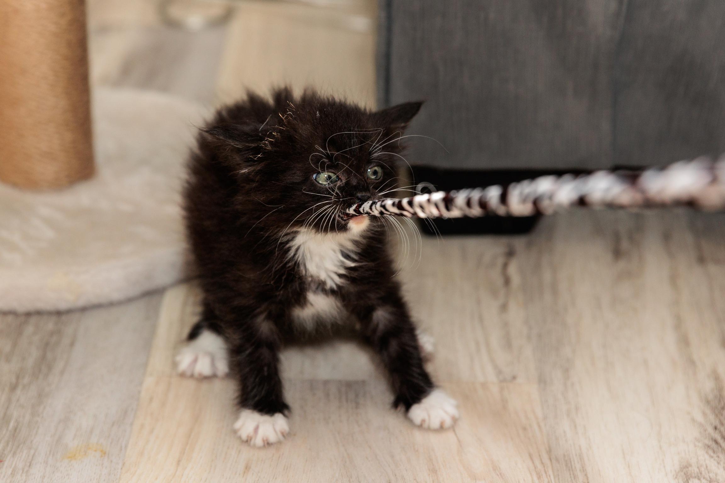 Frenzy (Meet me 8/15), a Adoptable mixed breed in Gainesville, VA image 2/6