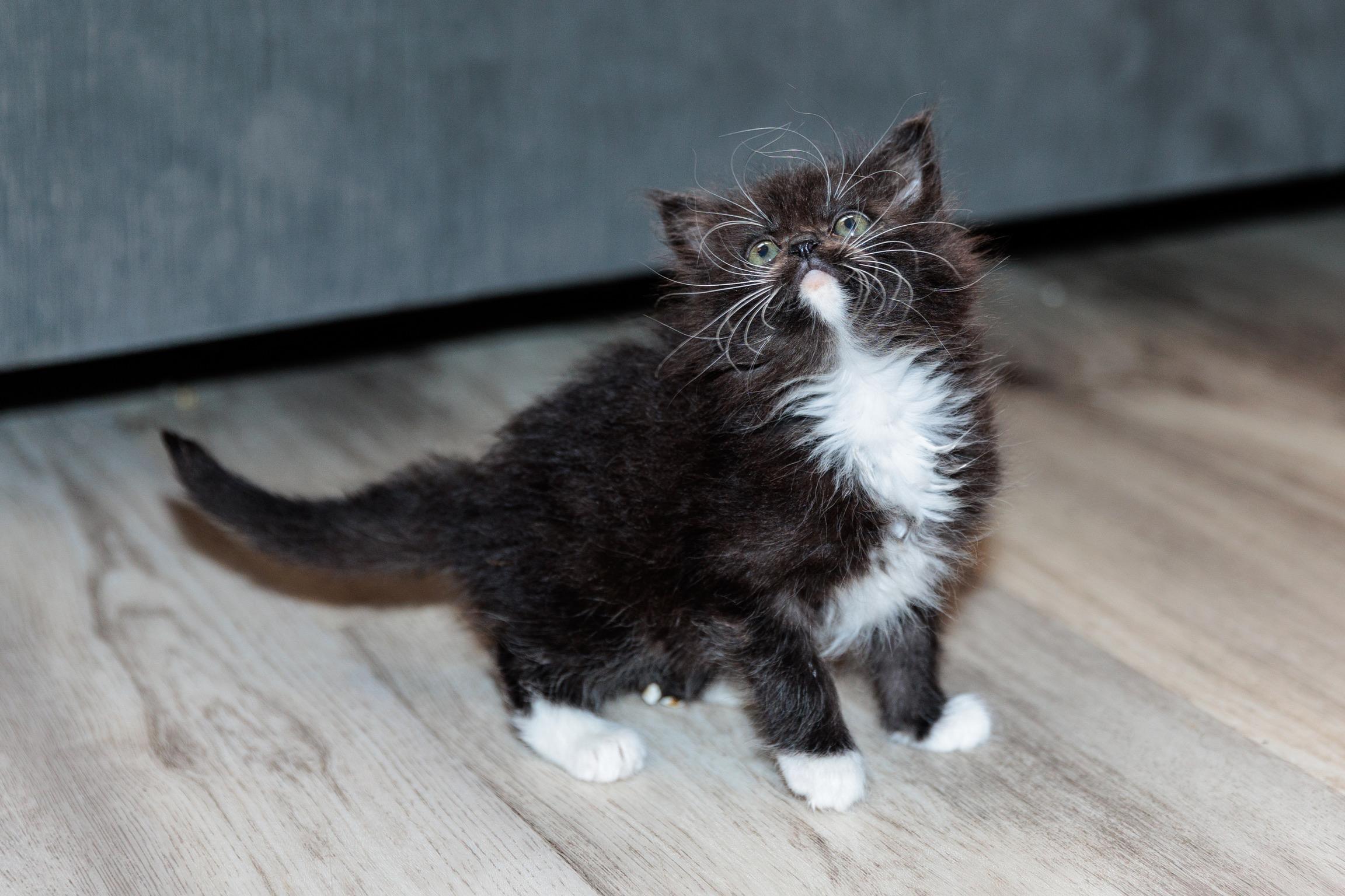 Frenzy (Meet me 8/15), a Adoptable mixed breed in Gainesville, VA image 5/6