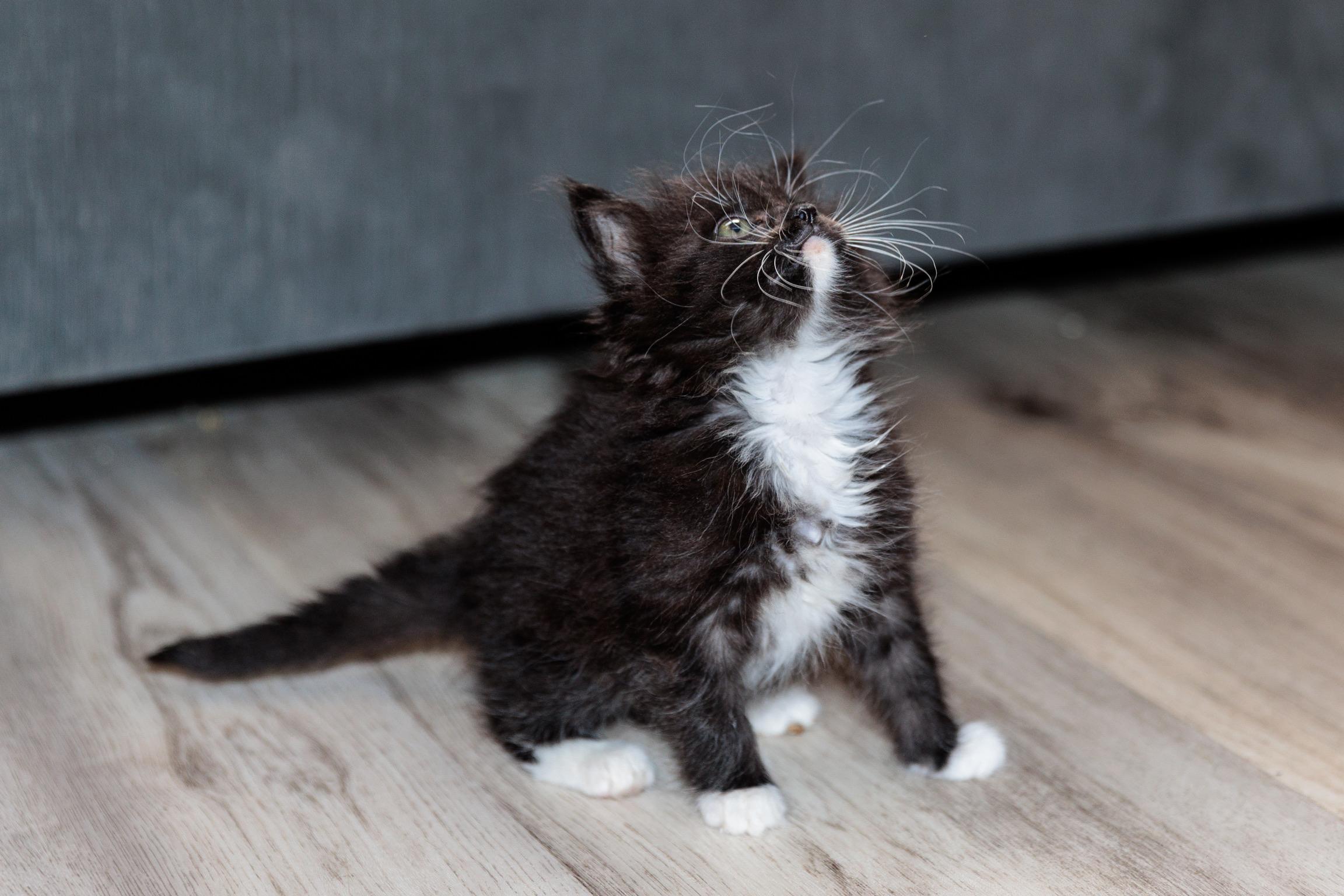 Frenzy (Meet me 8/15), a Adoptable mixed breed in Gainesville, VA image 4/6