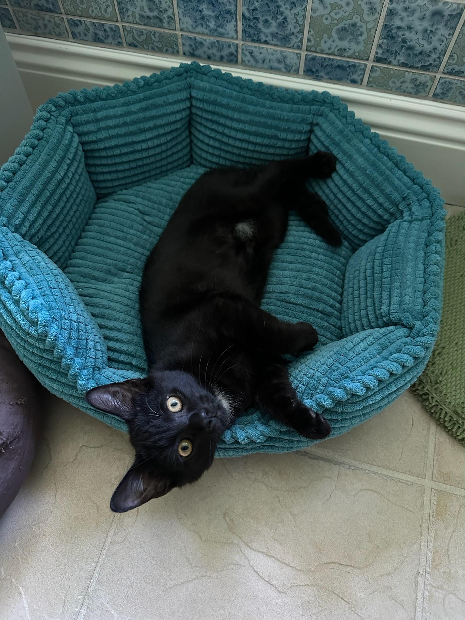 Enlarge Wednesday, a Adopted Domestic Short Hair in Hartville, OH image 4/5