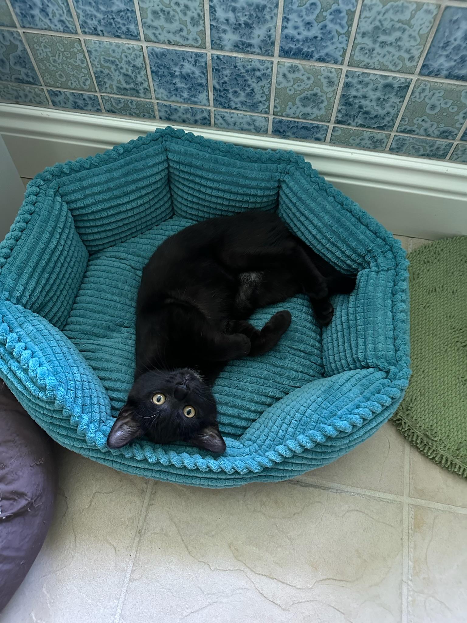 Wednesday, Adopted, Kitten Female Domestic Short Hair.