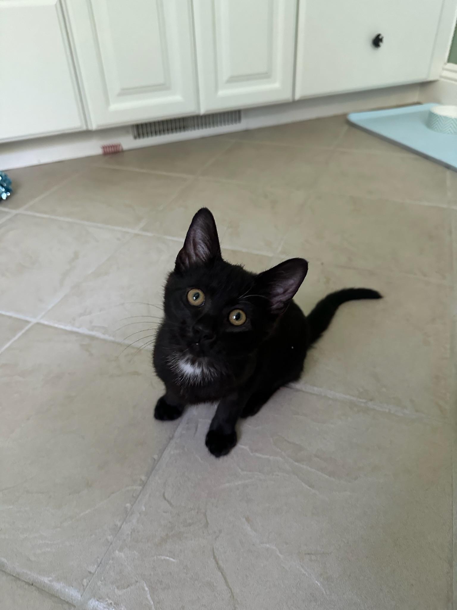 Enlarge Wednesday, a Adopted Domestic Short Hair in Hartville, OH image 3/5