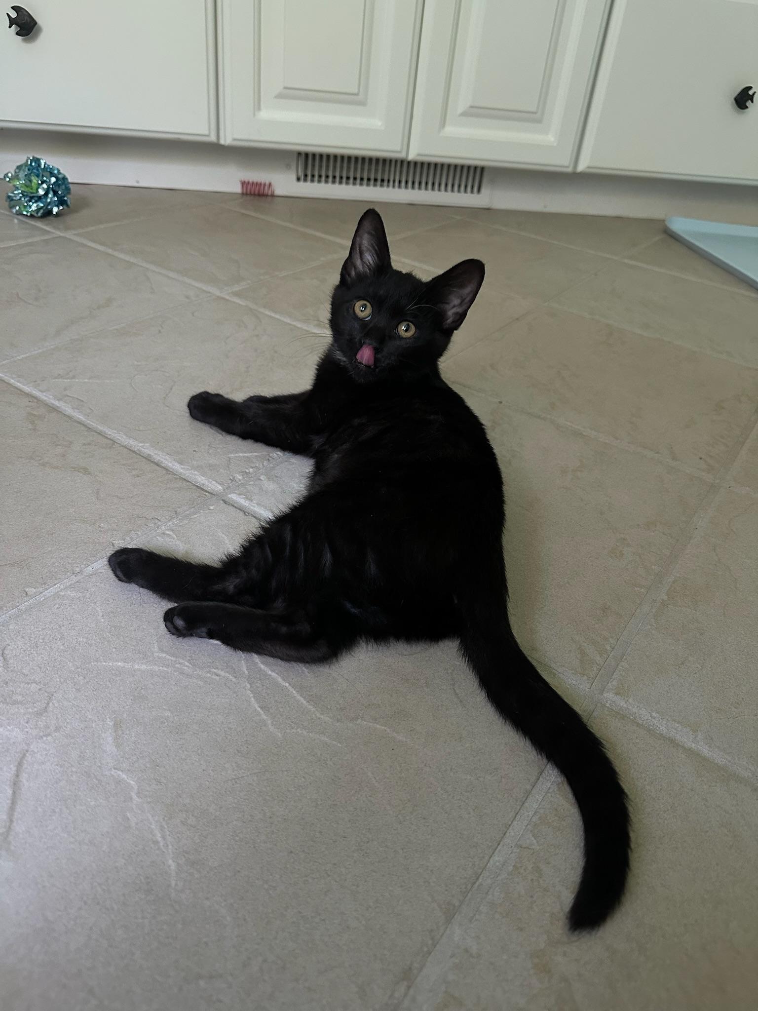 Enlarge Wednesday, a Adopted Domestic Short Hair in Hartville, OH image 5/5
