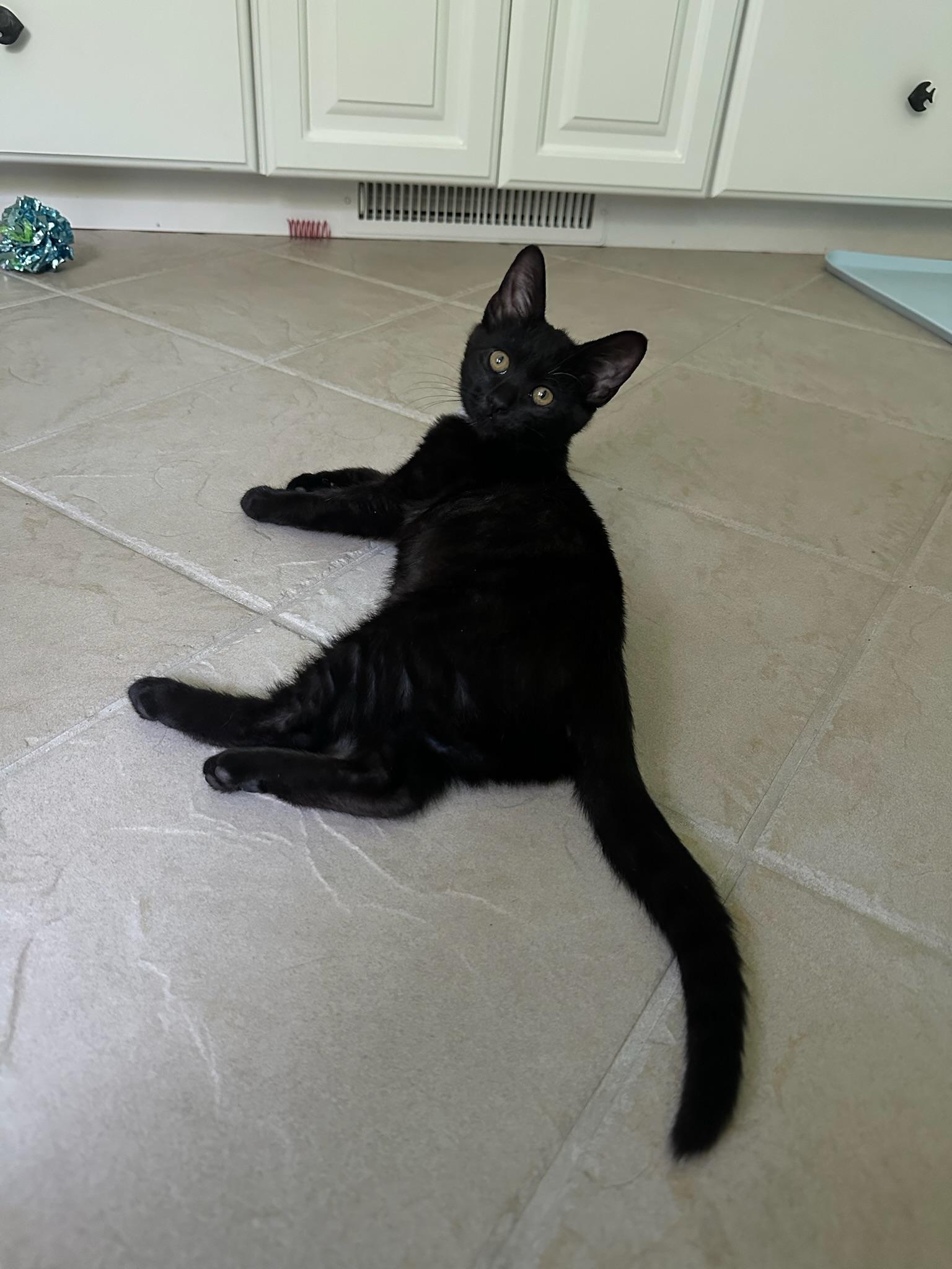Enlarge Wednesday, a Adopted Domestic Short Hair in Hartville, OH image 2/5
