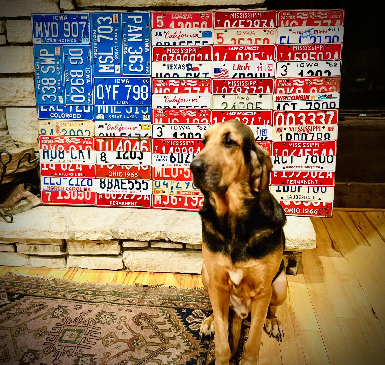Oscar, Adopted, Adult Male Bloodhound.