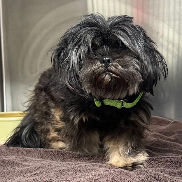 Luigi, Adoptable, Adult Male Shih Tzu & Yorkshire Terrier.