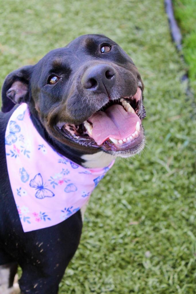 Girly Pop, Adoptable, Adult Female Mixed Breed.