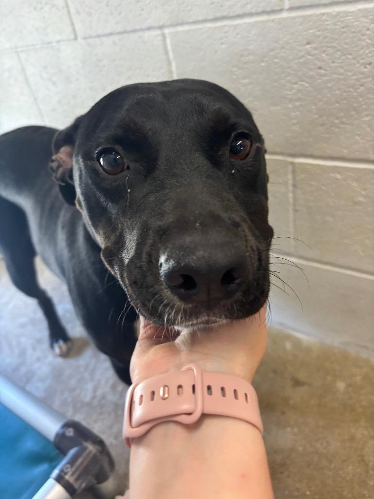 Enlarge Girly Pop, a Adoptable mixed breed in Morgantown, KY image 2/6