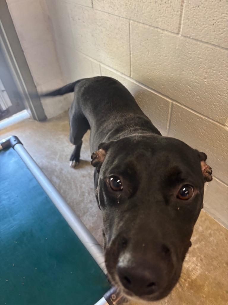 Enlarge Girly Pop, a Adoptable mixed breed in Morgantown, KY image 3/6
