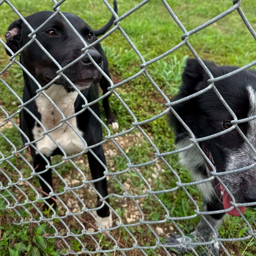 Enlarge Girly Pop, a Adoptable mixed breed in Morgantown, KY image 4/6