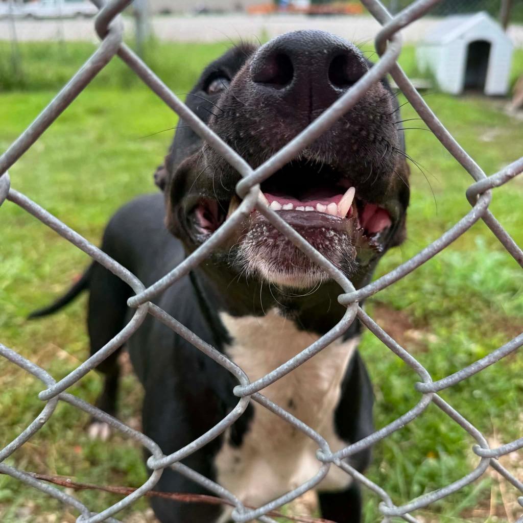 Enlarge Girly Pop, a Adoptable mixed breed in Morgantown, KY image 5/6
