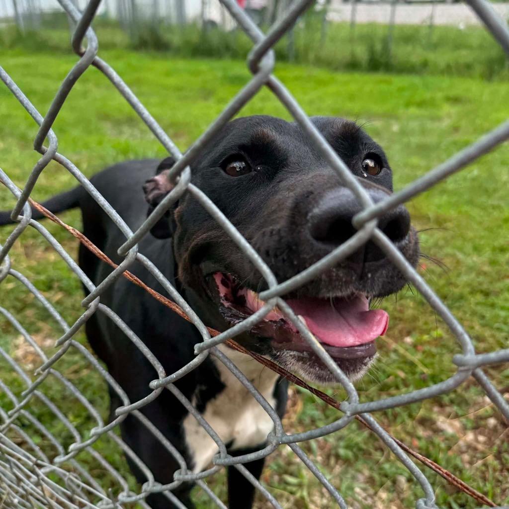 Enlarge Girly Pop, a Adoptable mixed breed in Morgantown, KY image 6/6