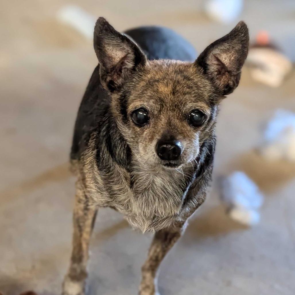 Enlarge Suzie, a Adoptable Chihuahua in Grand Junction, CO image 1/1