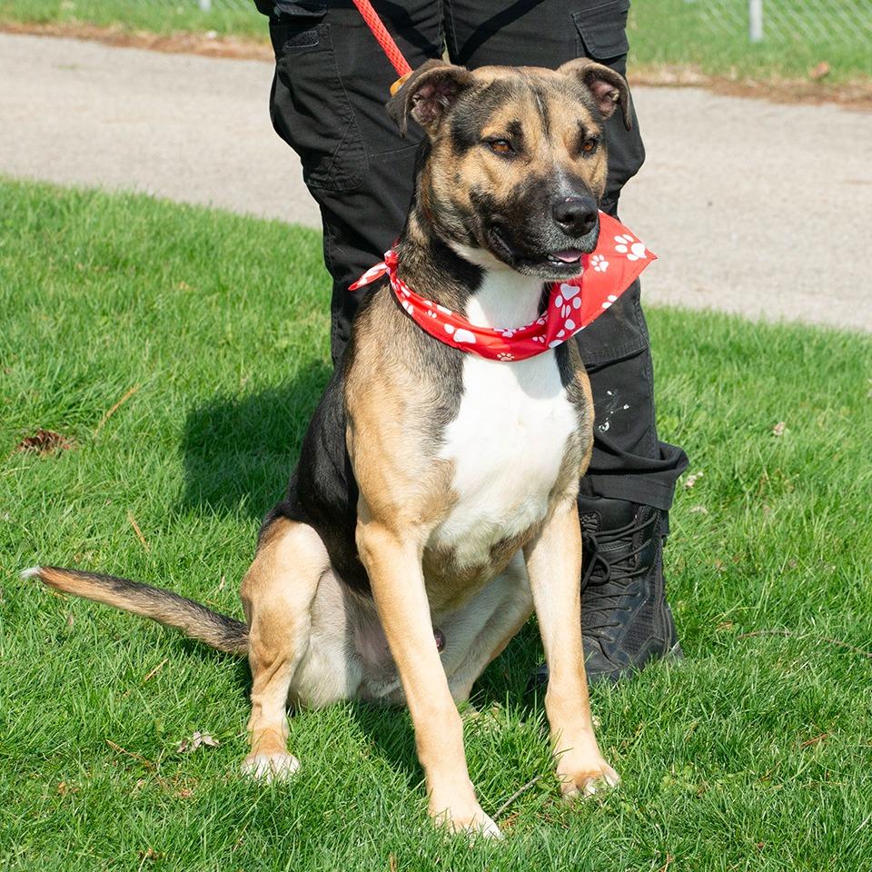 Enlarge Chet, a Adoptable mixed breed in Troy, OH image 1/3