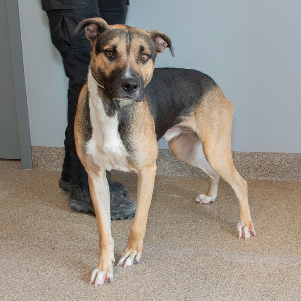 Enlarge Chet, a Adoptable mixed breed in Troy, OH image 1/3