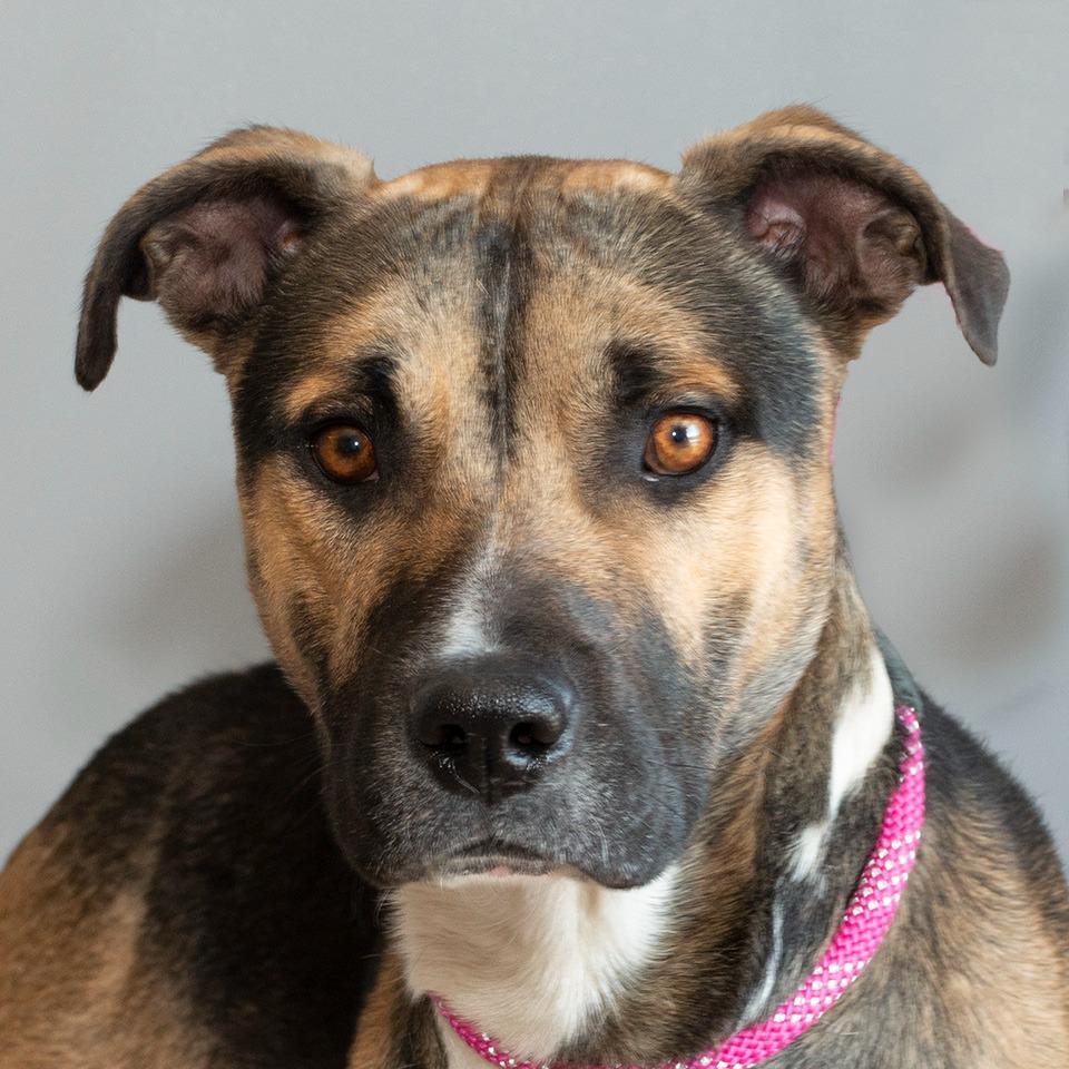 Enlarge Chet, a Adoptable mixed breed in Troy, OH image 2/3