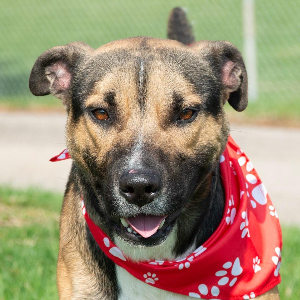 Enlarge Chet, a Adoptable mixed breed in Troy, OH image 3/3