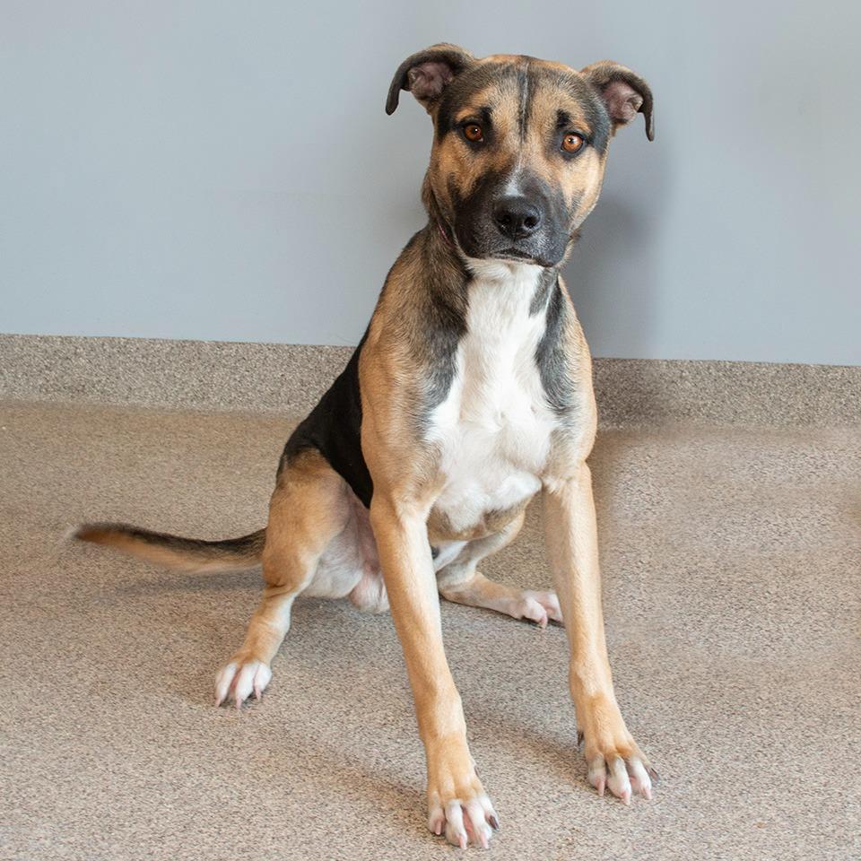 Enlarge Chet, a Adoptable mixed breed in Troy, OH image 3/3