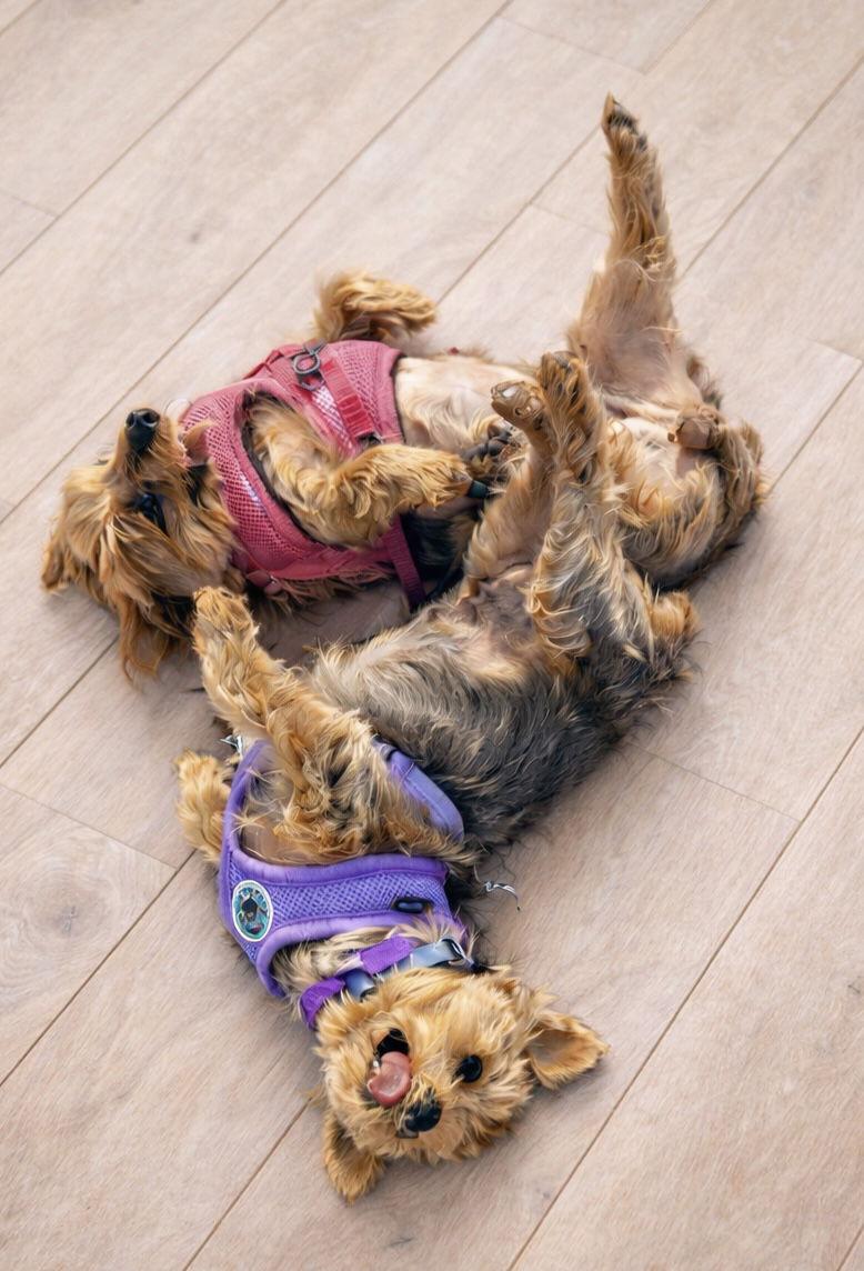 Alice 4500, Adoptable, Senior Female Yorkshire Terrier.