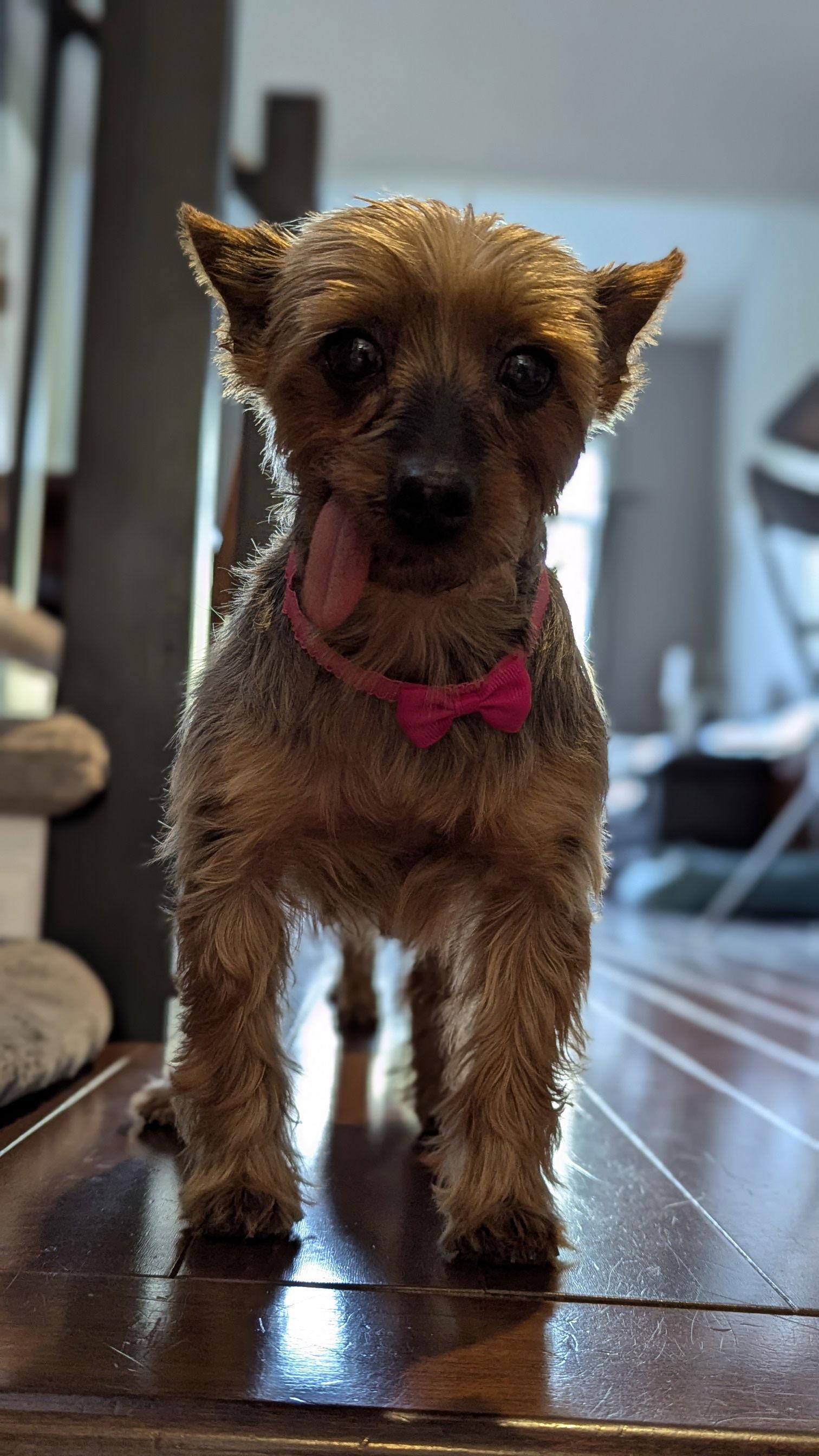 Enlarge Alice 4500, a Adoptable Yorkshire Terrier in Pickering, ON image 2/3